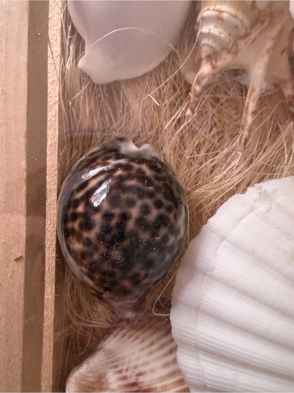 Coastal SeaShell Collection - Picture 7 of 13